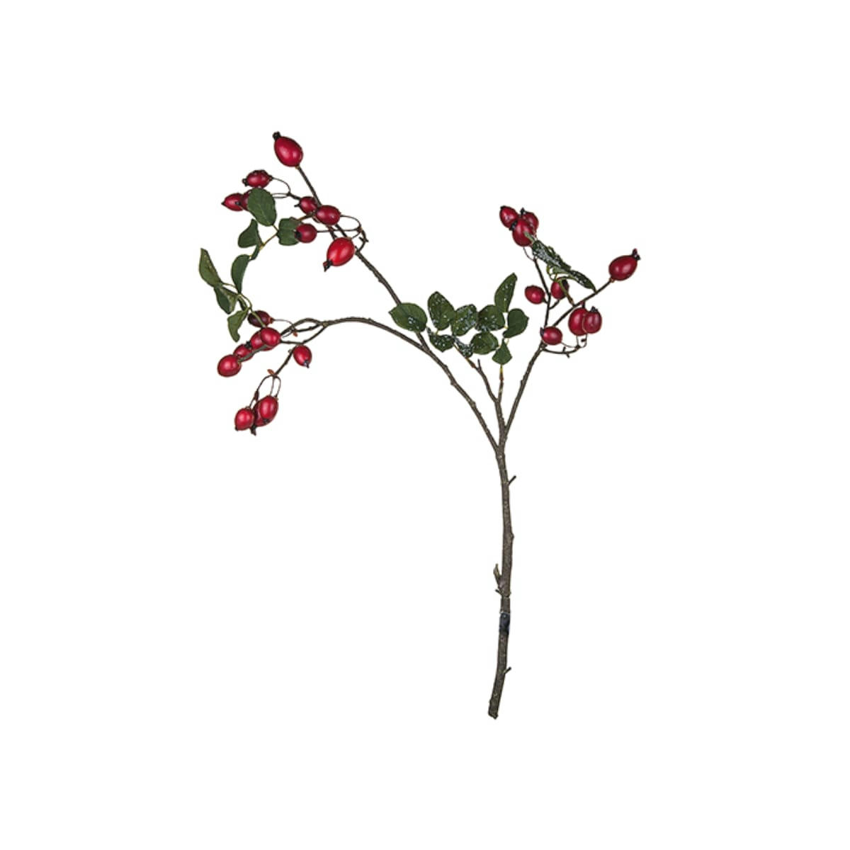 CANINA - Eglantier h55