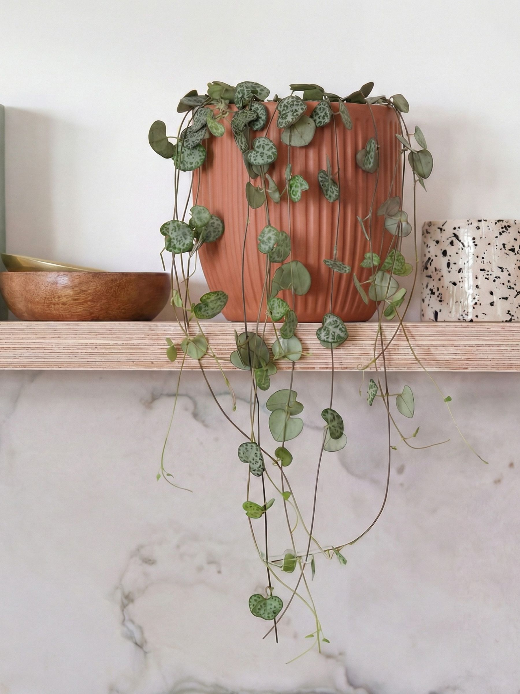 Beards & Daisies Pink Real String of Hearts Plant in Ribbed Pot