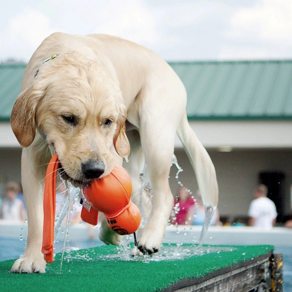 Hundespielzeug, mehrfarbig
