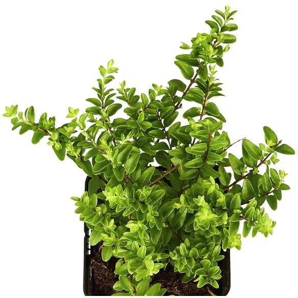 Geißblatt, Lonicera nitida »Maigrün«, Blätter: grün, Blüten: creme