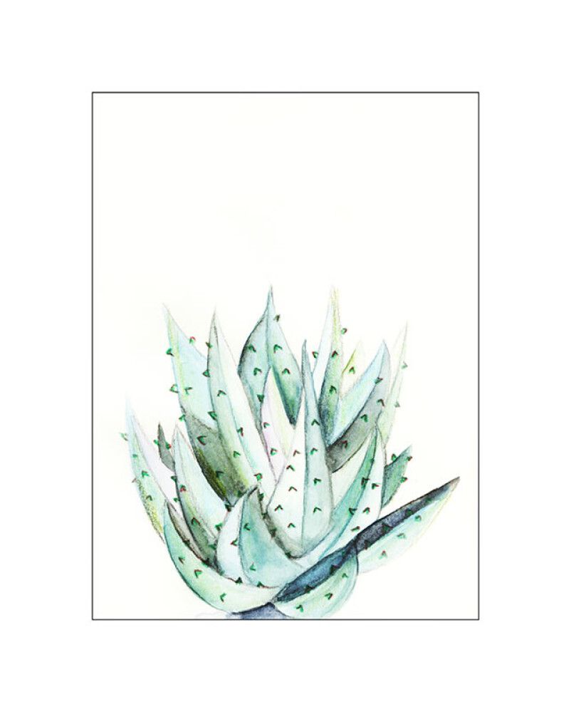 POSTER KOMAR ALOE WATERCOLOR 40 X 50 CM