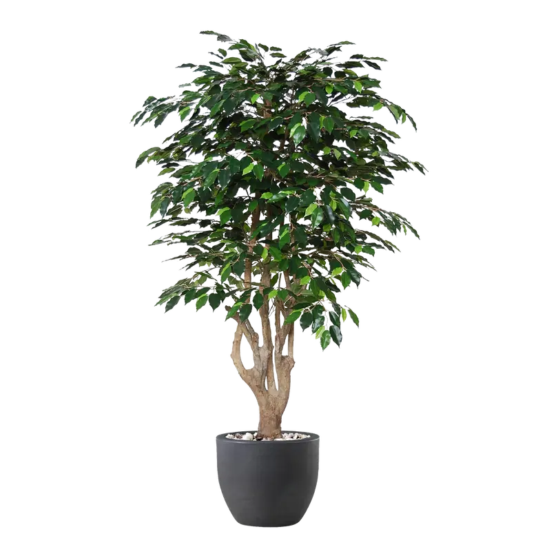 Kunstpflanze Ficus