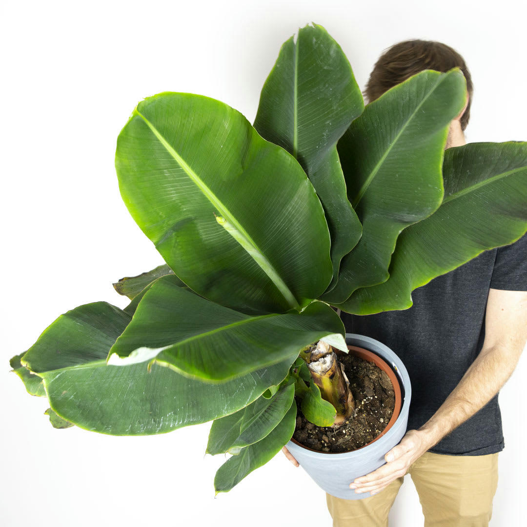 - Plante d'intérieur - Bananier de 80 cm