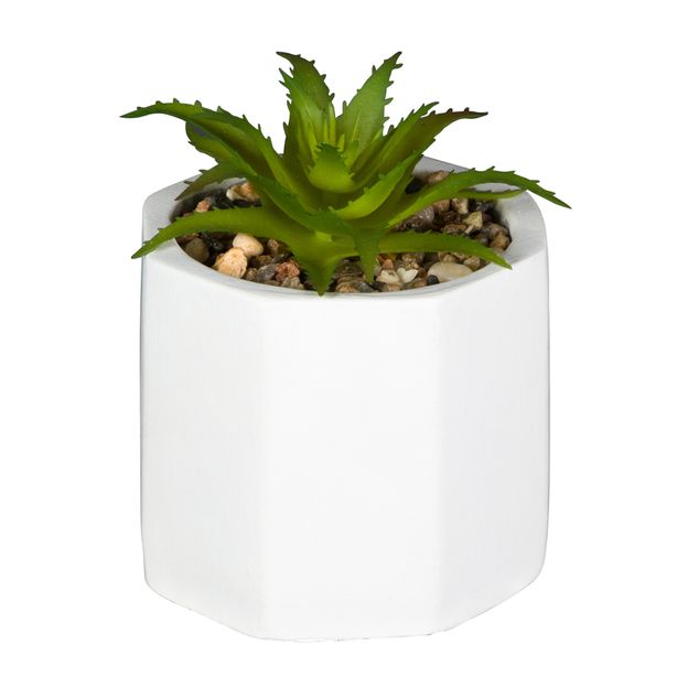 MINI ARRANJO SUCULENTA KALANCHOE