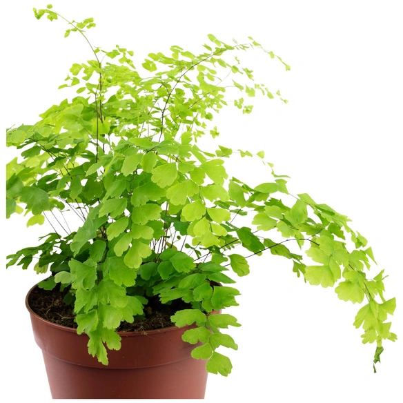 Frauenhaarfarn Adiantum raddianum 'Fragans'