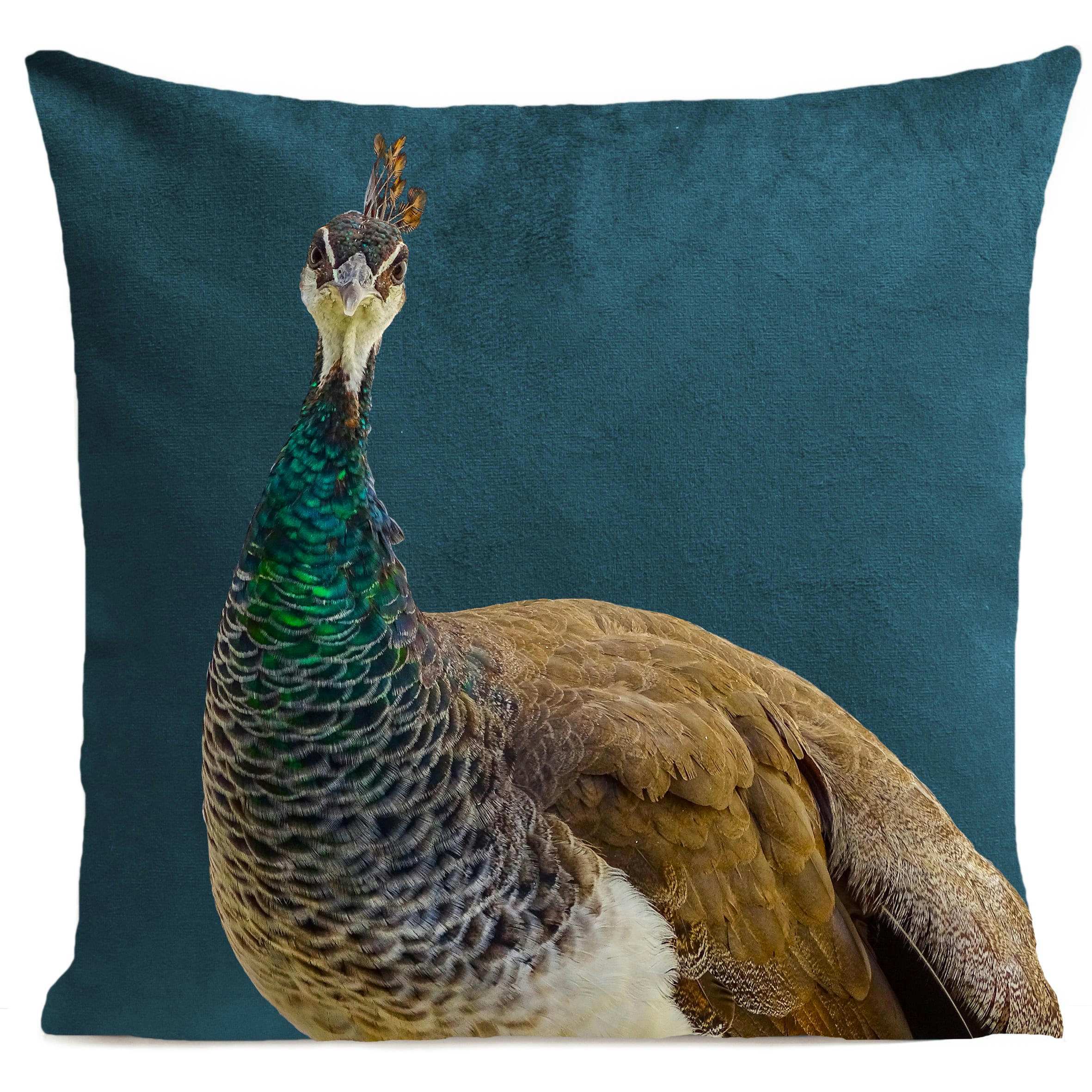 - Coussin campagne paon suédine bleu 40x40cm