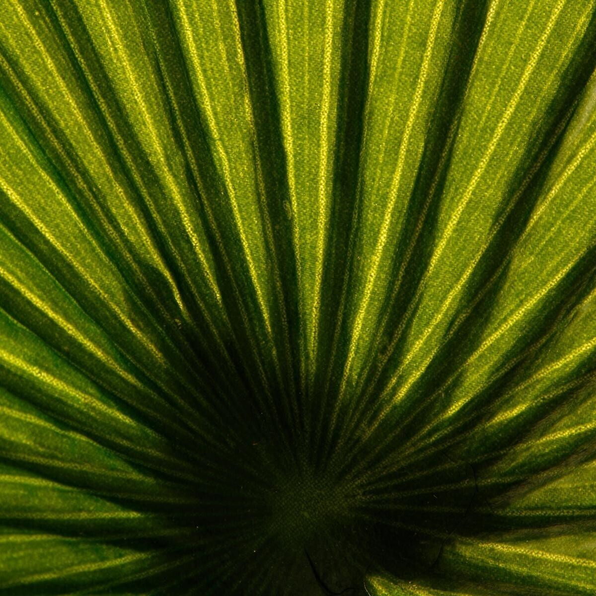 Artificial palm tree H.180 cm