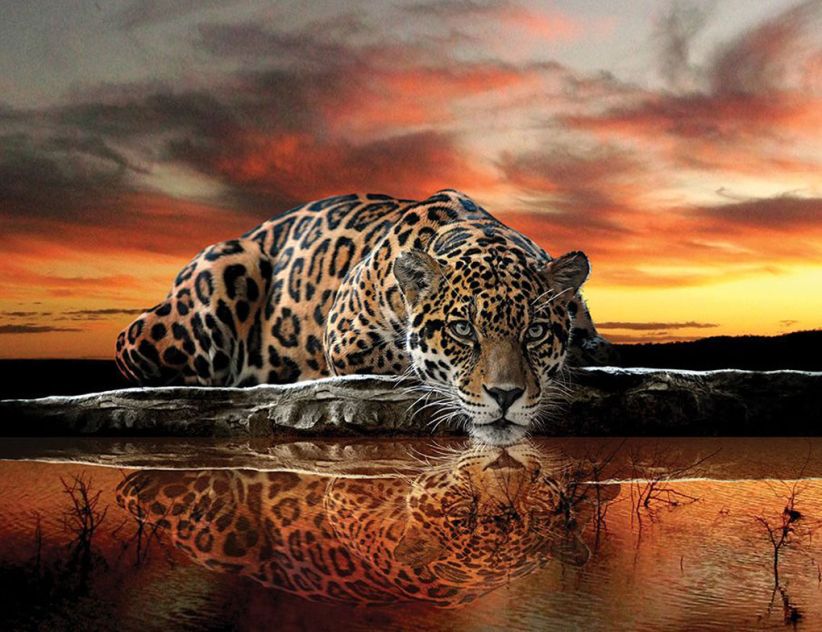 Fototapete Vlies Jaguar