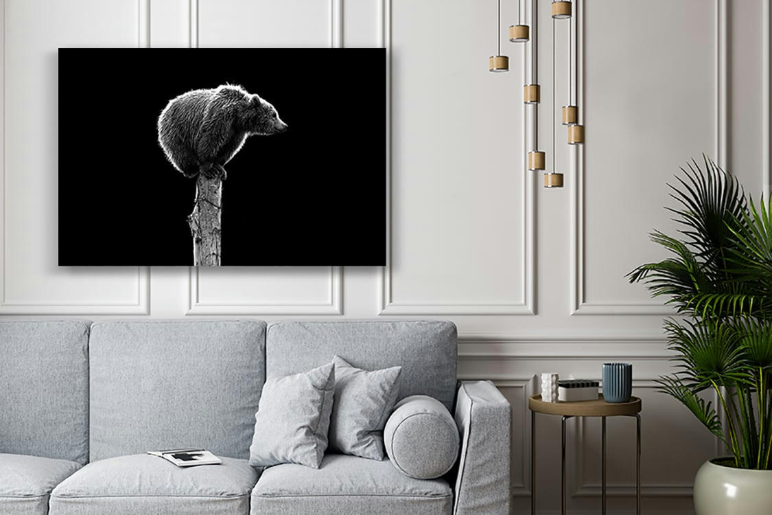 CET OURS N'EST PAS DU CIRQUE - Photographie d'art de Guillaume Mordacq 40x60 cm sur alu