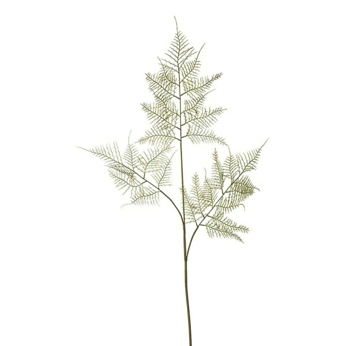 - Tige de fougère asparagus H90