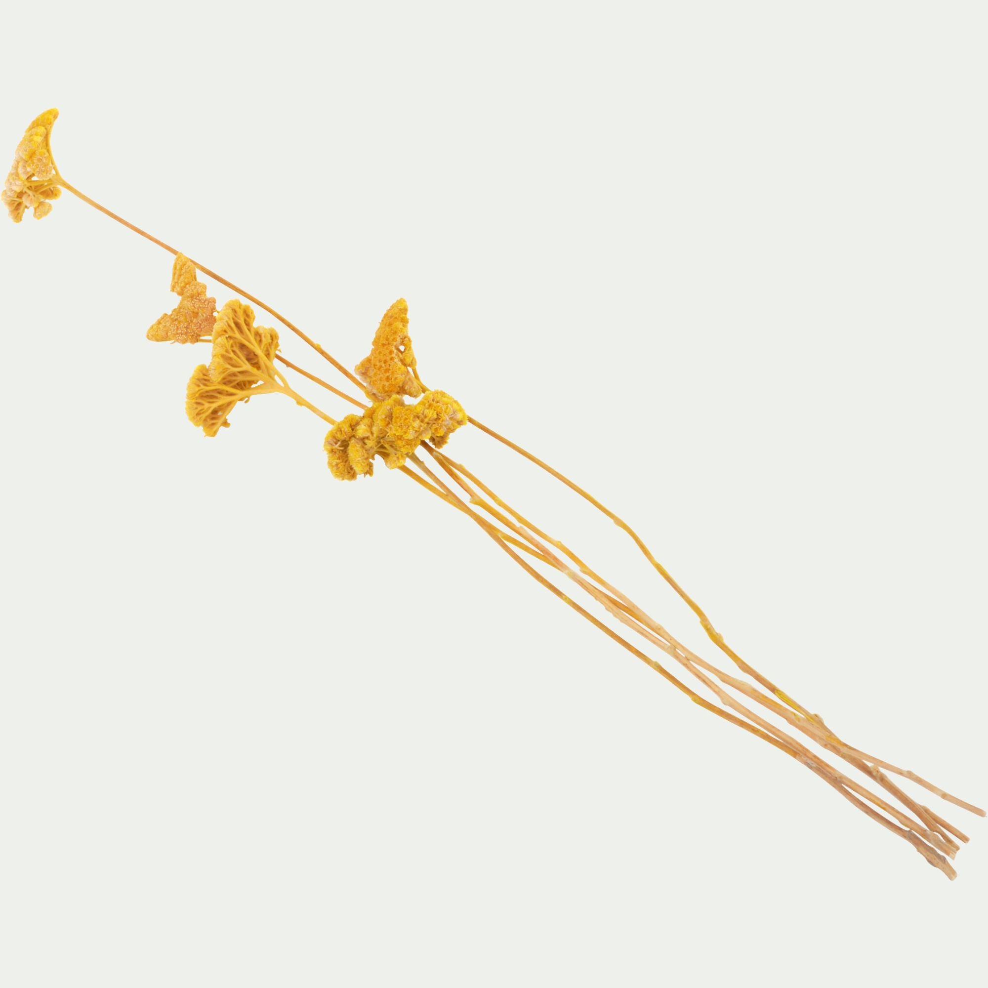 ACHILIAS - -*-AC-ACHILIAS ACHILEE SAUVAGE JAUNE H45X11X7 CM