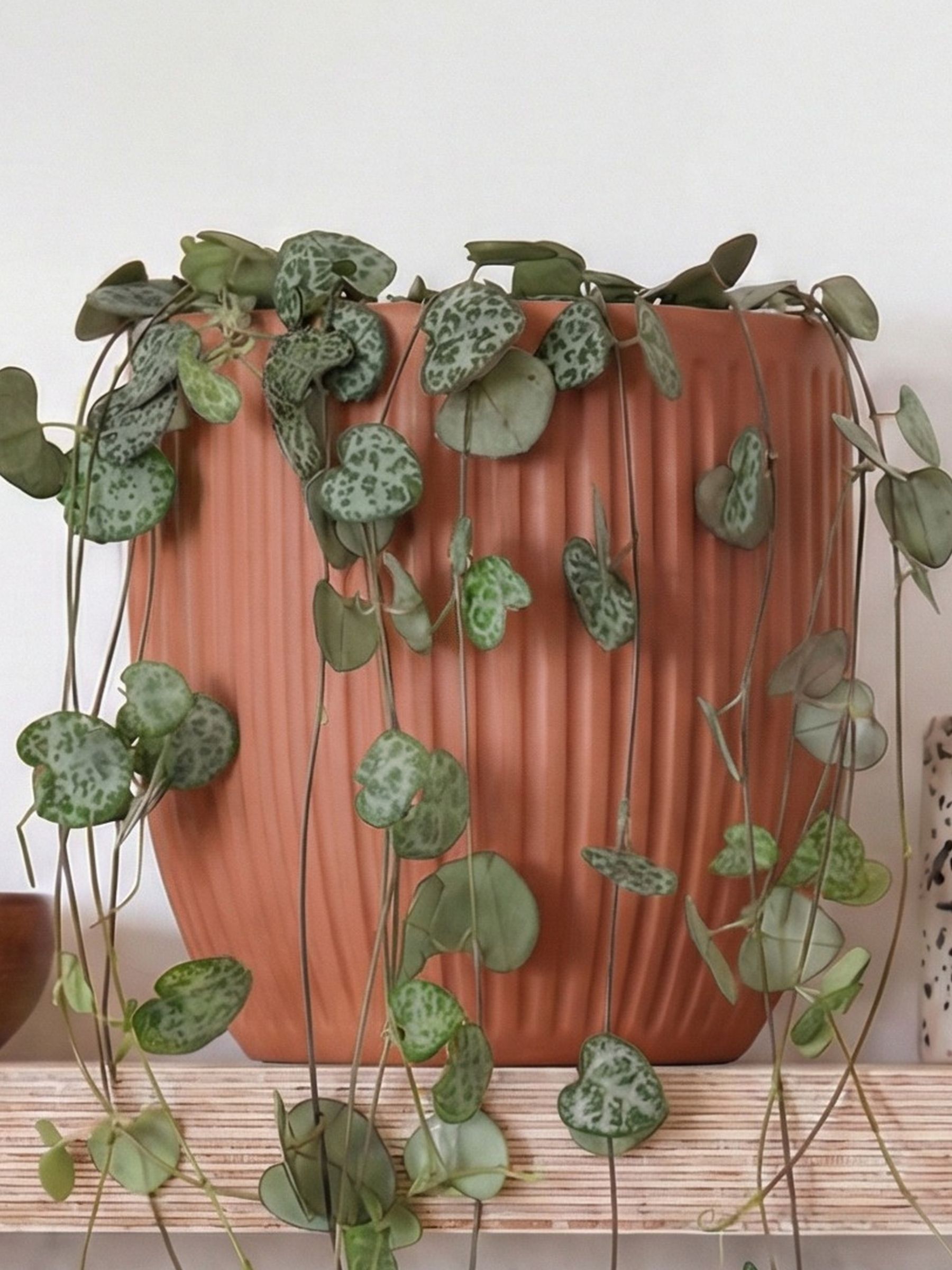 Beards & Daisies Pink Real String of Hearts Plant in Ribbed Pot