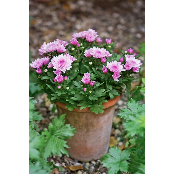 Chrysantheme, Chrysanthemum indicum, max. Wuchshöhe: 25 cm, Blüte: bunt