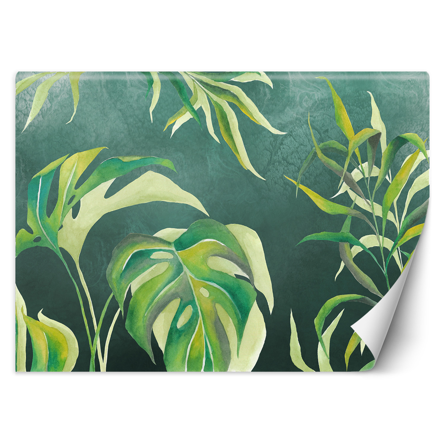 Feeby Fototapeta, Liście Monstera 150x105
