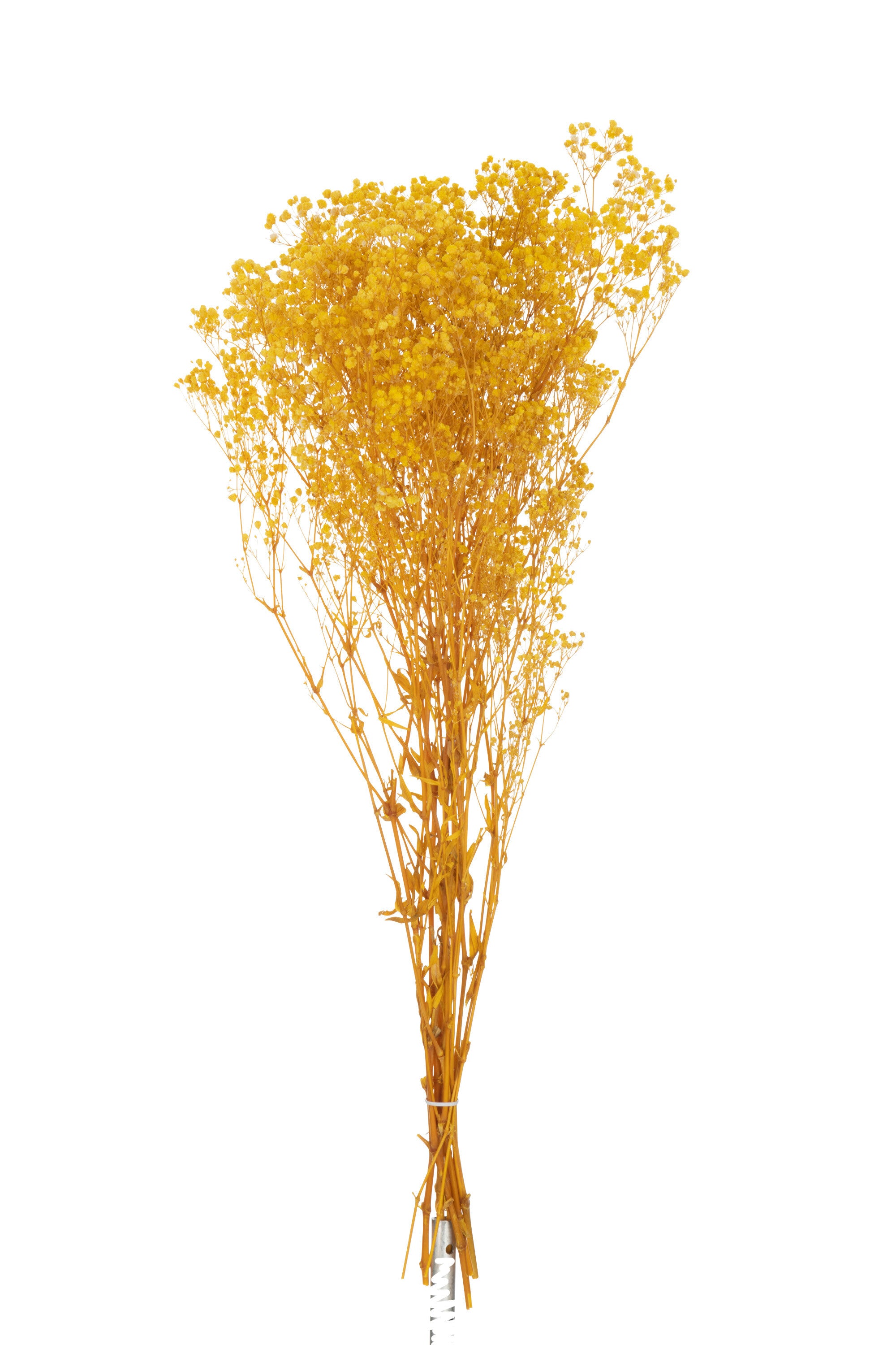J-Line droogbloemen - Bundel gedroogde Gypsophilia - geel