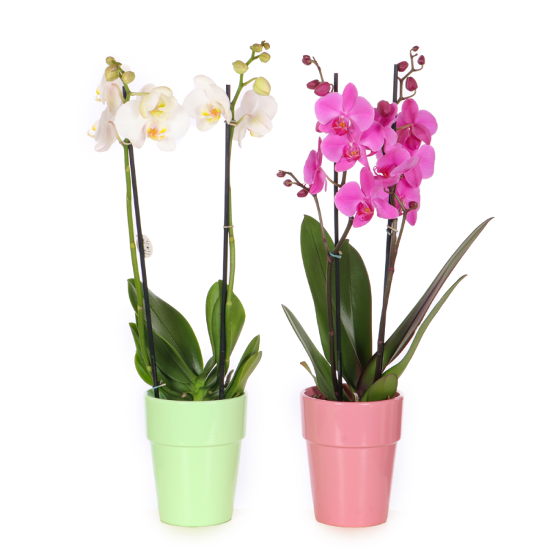 Orchidée phalaenopsis en pot