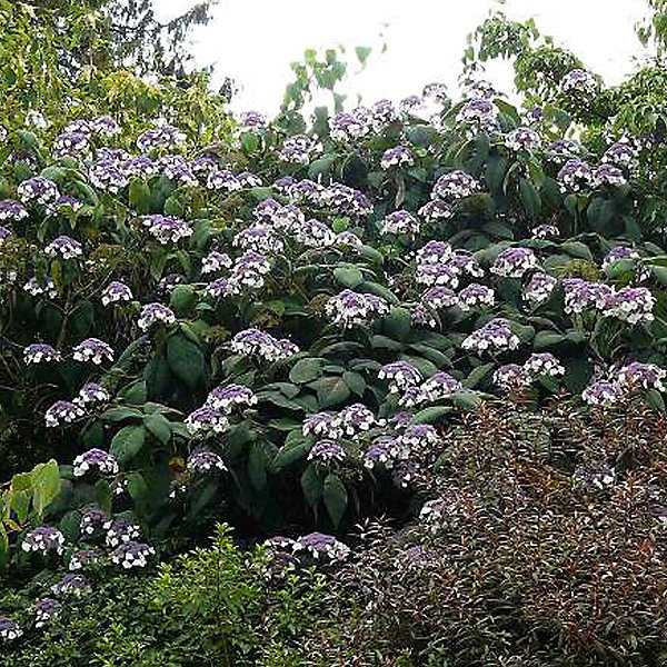2 x Hortensia aspera 'Macrophylla' - Hydrangea aspera 'Macrophylla'- 40-60 cm pot
