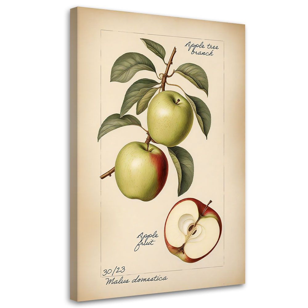 Feeby Obraz na płótnie, Owoce Vintage Jabłko 40x60