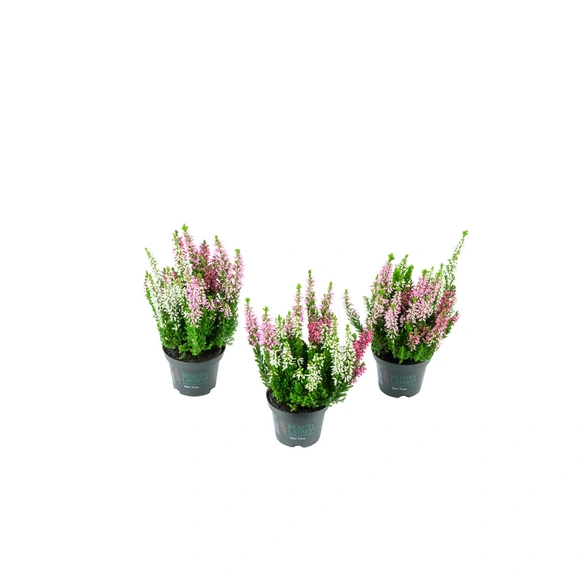 Besenheide, Calluna vulgaris »Trio«, max. Wuchshöhe: 10 cm, Blüte: dreifarbig