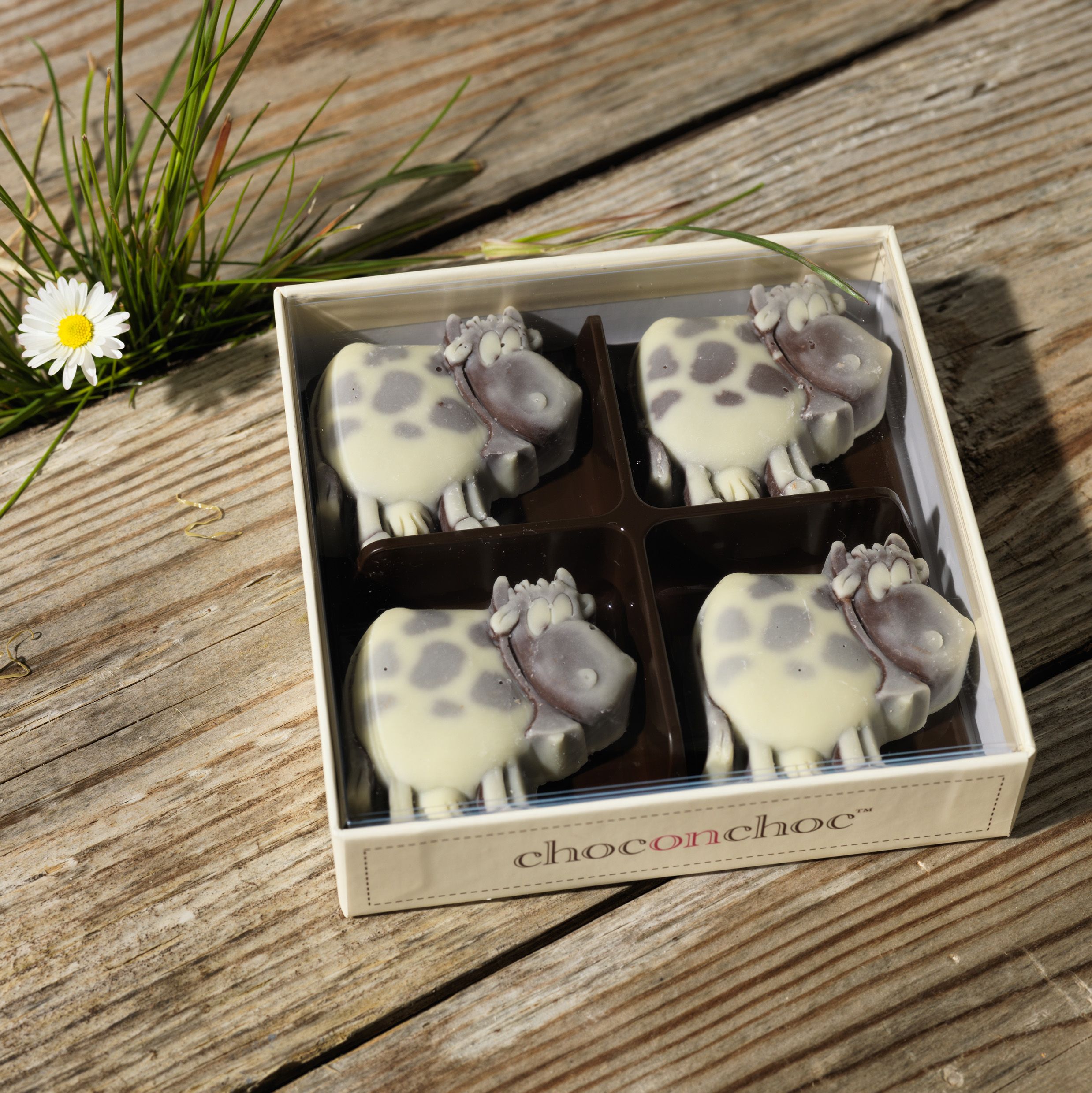 CHOC ON CHOC Chocolate Cows