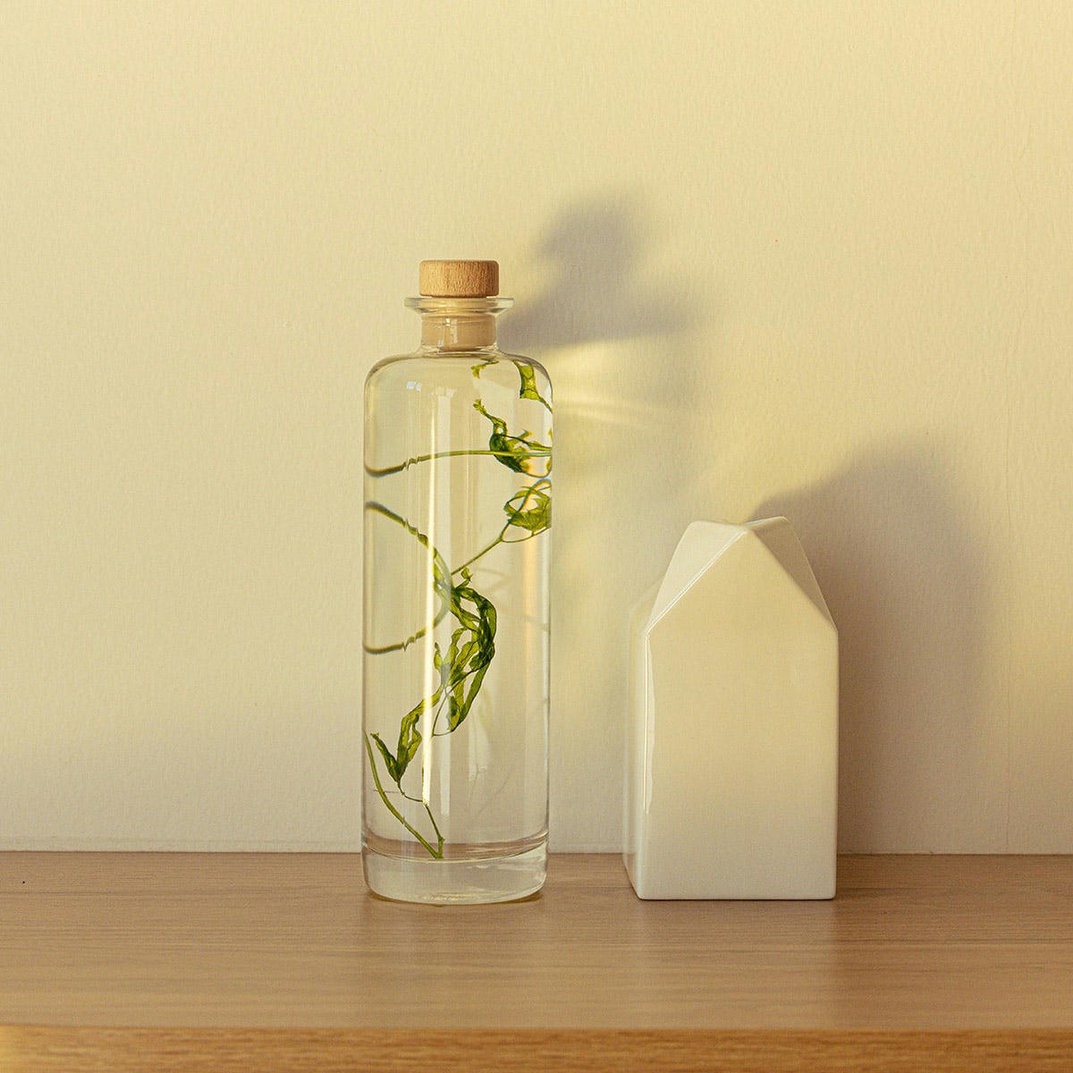 HERBARIUM DE THEOPHILE - Plante immergée Algue aquatique