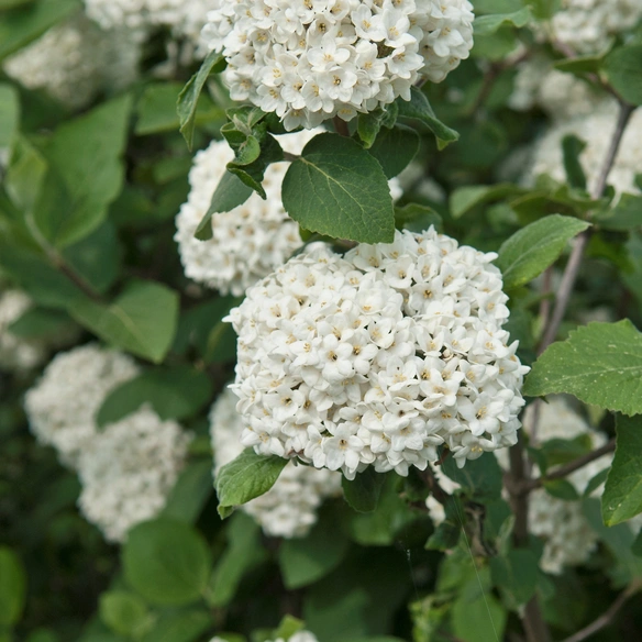 Pflanze »Viburnum carlcephalum«, weiß