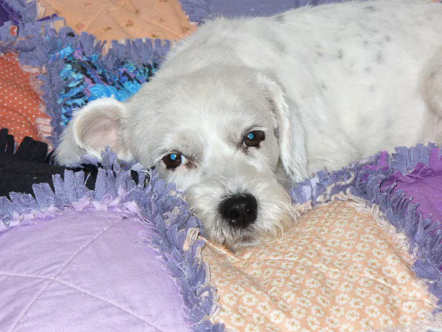 Custom Order Ashlawnfarms Rag Quilt Dog Cat Pet Bed LARGE Square size