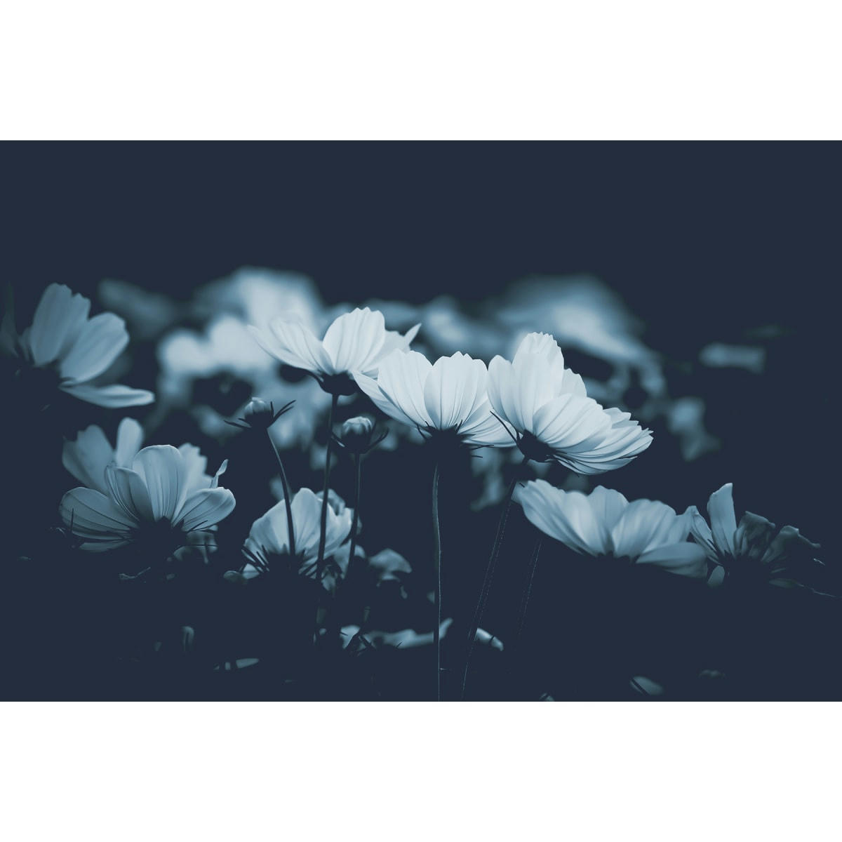 - Papier peint panoramique fleurs de cosmos 340 x 250 cm