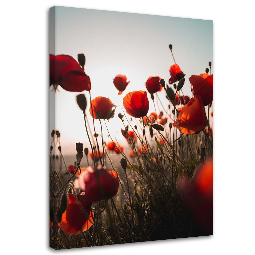 Feeby Obraz na płótnie Maki w słońcu 40x60