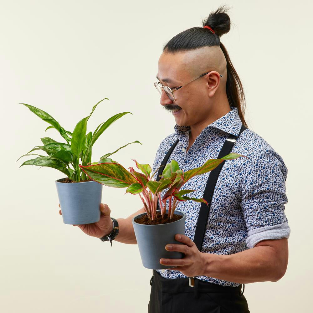 - Plante d'intérieur - Duo d'aglaonema 25 cm en pot terra