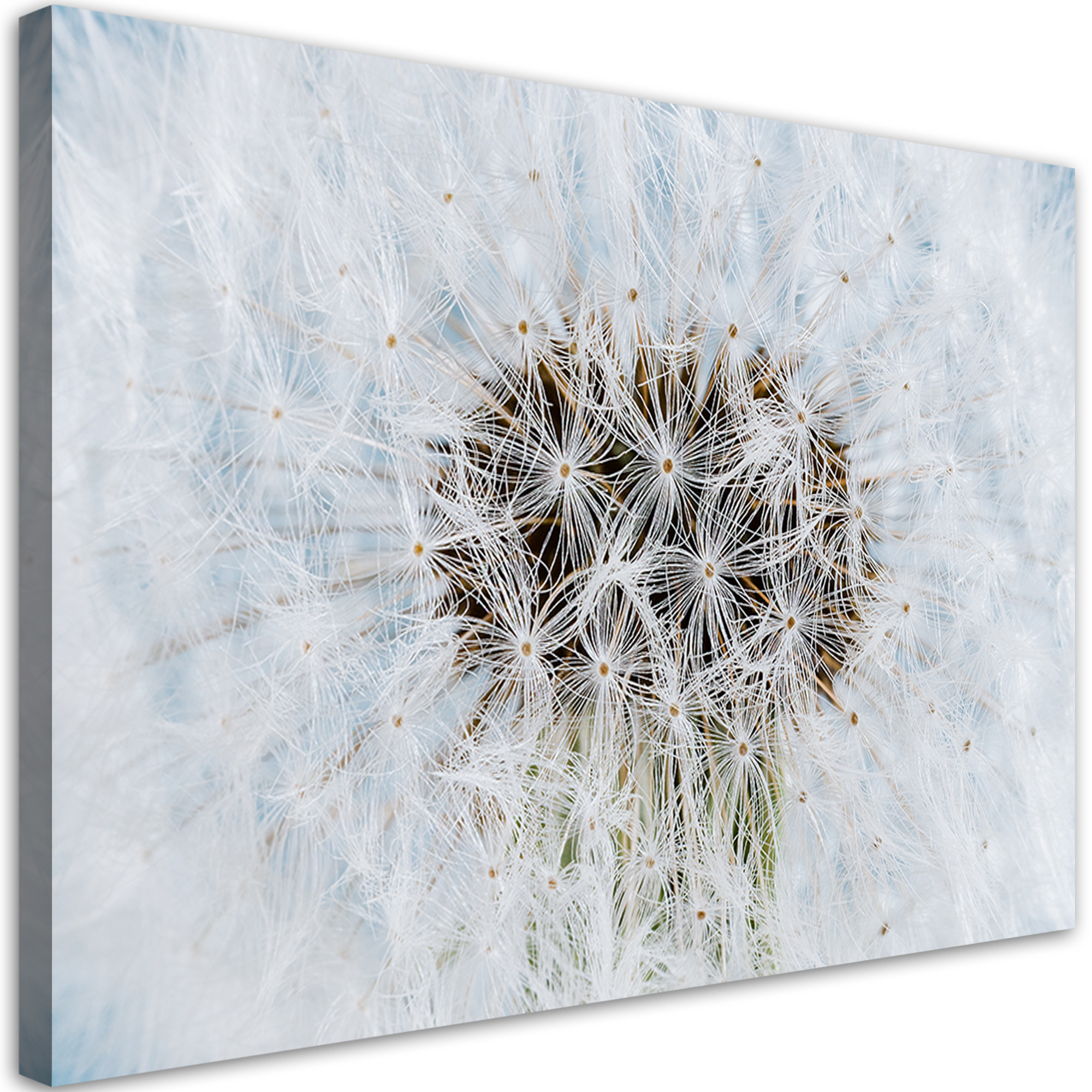Feeby Obraz na płótnie, Dmuchawiec biały kwiaty 60x40