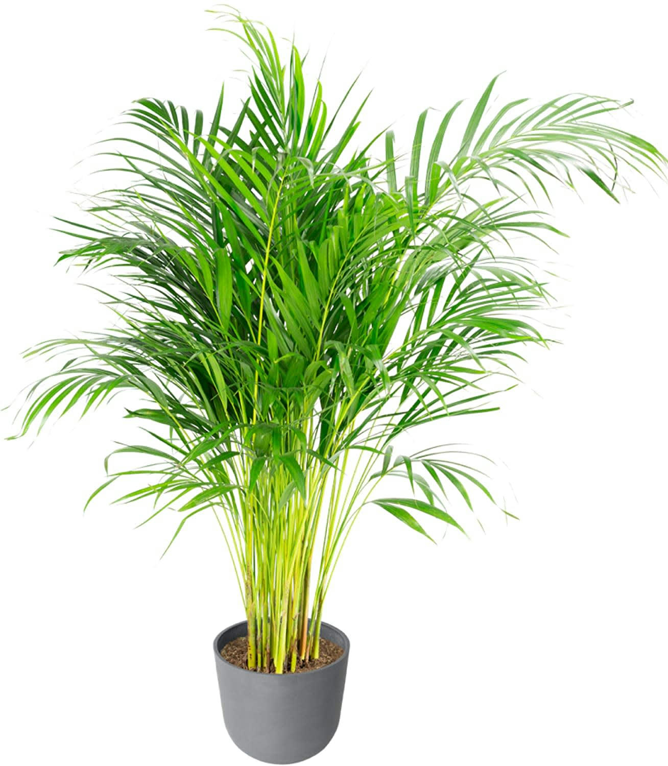 - Plante d'intérieur - Palmier areca de 90 cm en pot bleu gris