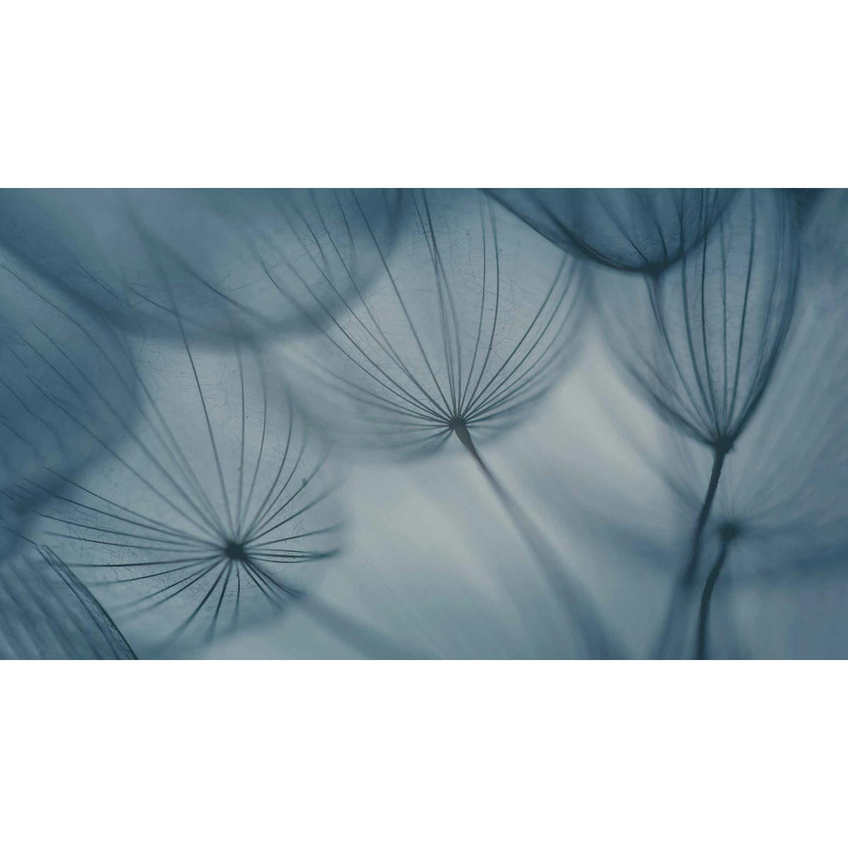 - Papier peint panoramique dandelion 375 x 250 cm