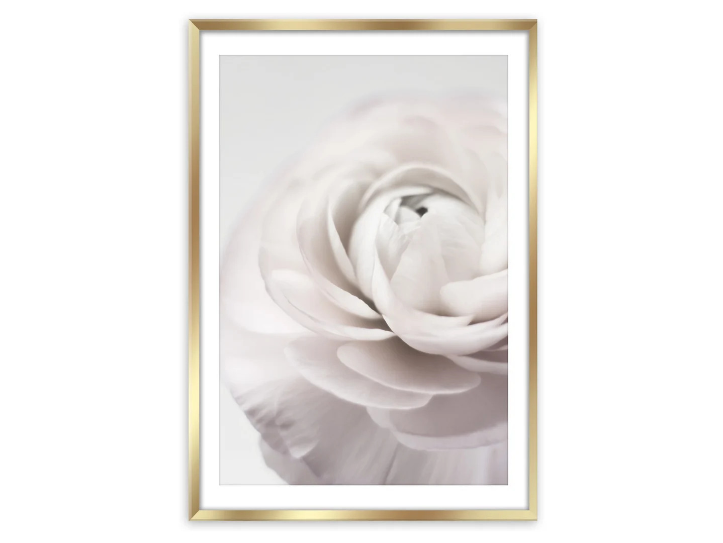 Obraz w ramie Peonia 50x70 cm
