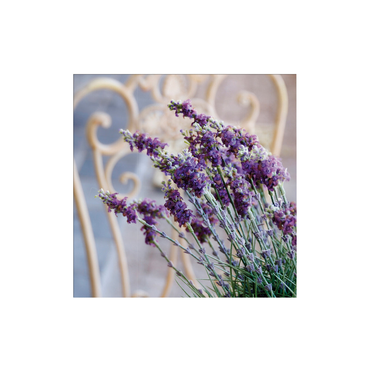 Art for the Home Buitencanvas - Lavendel Harmonie - 50x50cm