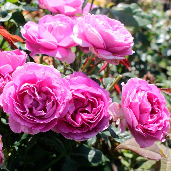 Edelrose, Rosa »Carmen Würth™«, Blüte: pink, gefüllt