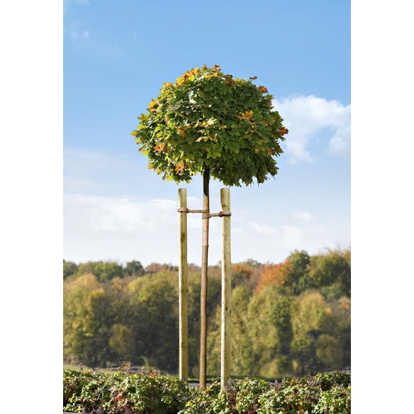 Baumpfahl, Grün, kesseldruckimprägniert, 200 cm