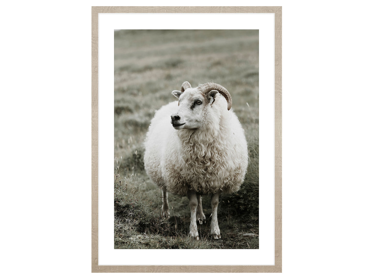 Obraz w ramie Ram In The Meadow 53x73 cm