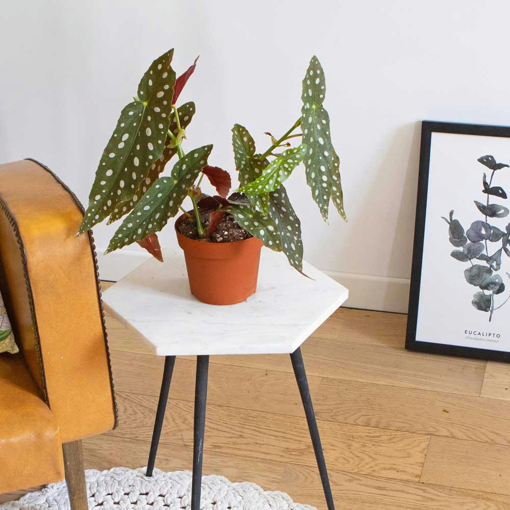 BÉGONIA MACULATA - Bégonia plante d'intérieur sans cache-pot