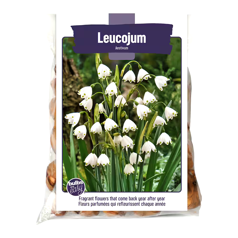 Bulbs Are Easy, Aestivum Leucojum Bulbs Ready to Plant for your Home Garden