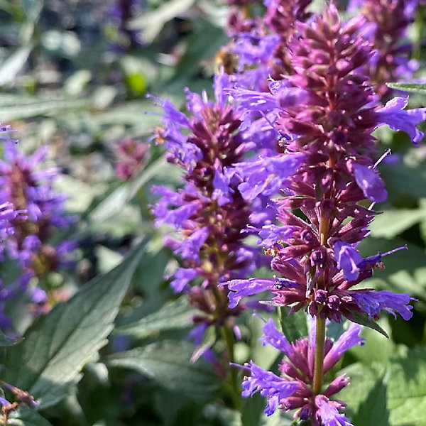6 x Agastache 'Purple Haze' - godet 9cm x 9cm