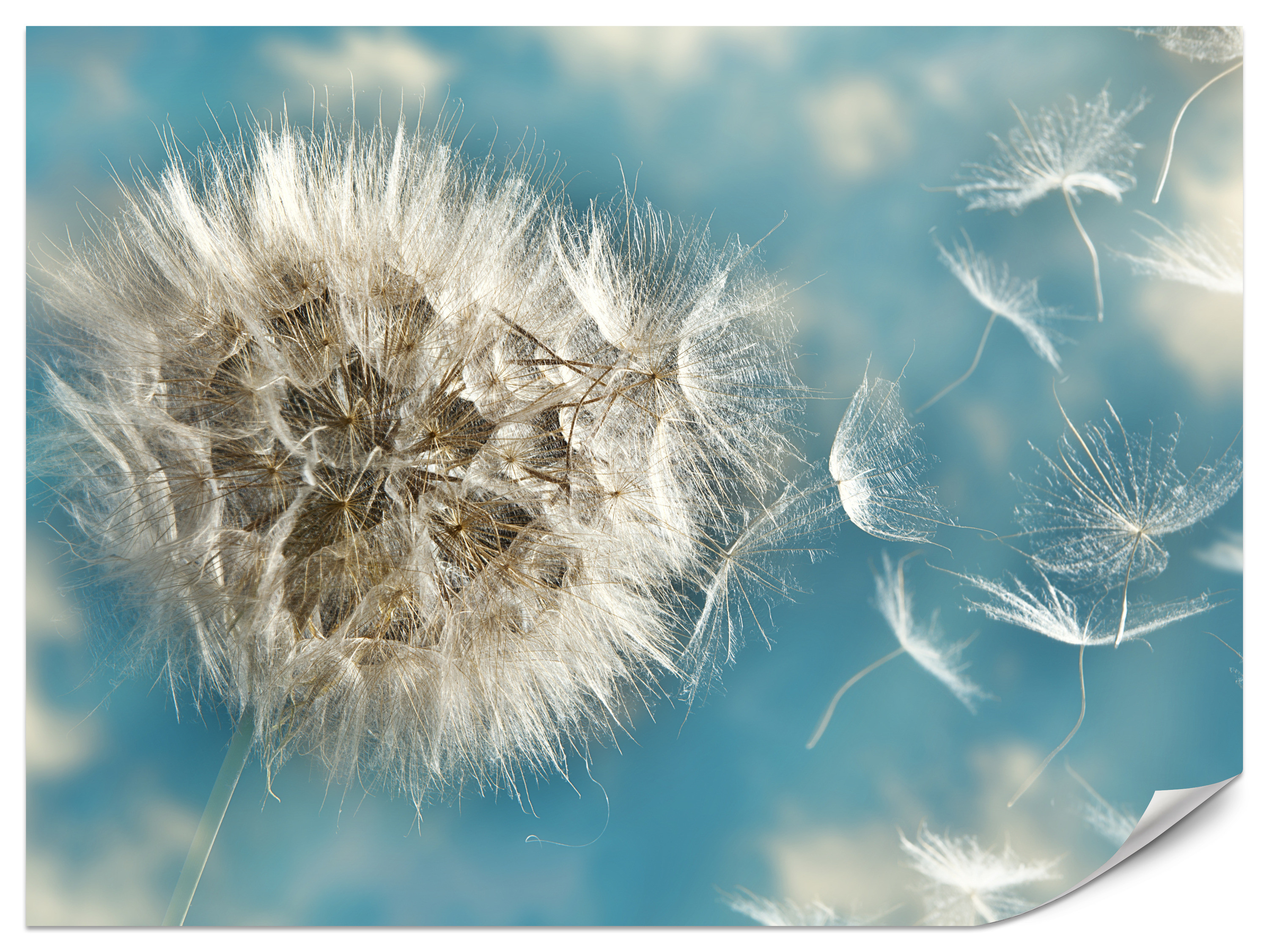 Fototapeta Dmuchawiec 3d 100x70cm
