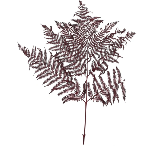 Trockenblumen
