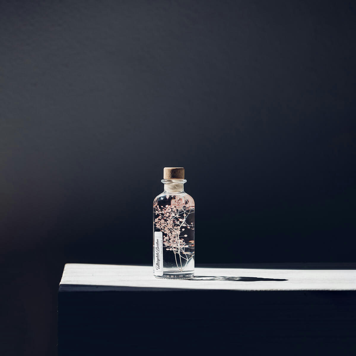 HERBARIUM DE THEOPHILE - Plante immergée Gypsophile rose