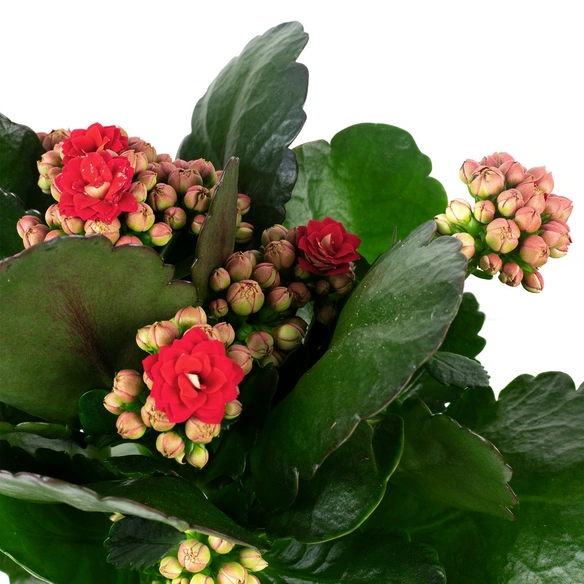 Flammendes Kaethchen, Kalanchoe blossfeldiana »Calandiva«, Blütenfarbe: rot