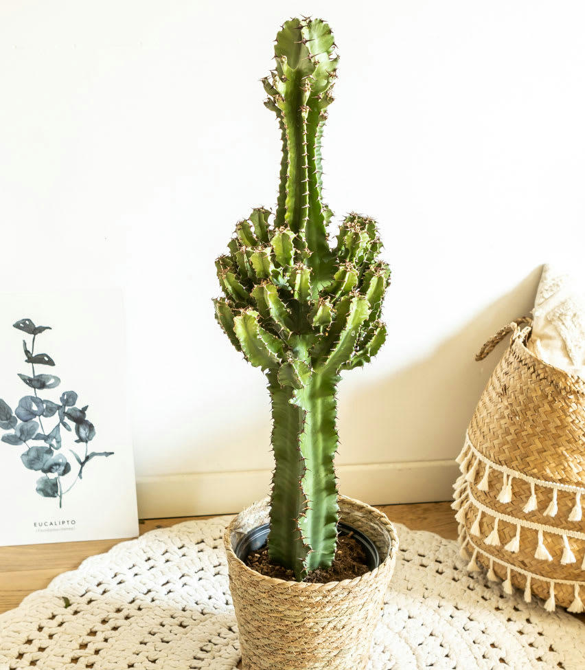 - Grande euphorbe erythrea 90 cm et son cache-pot