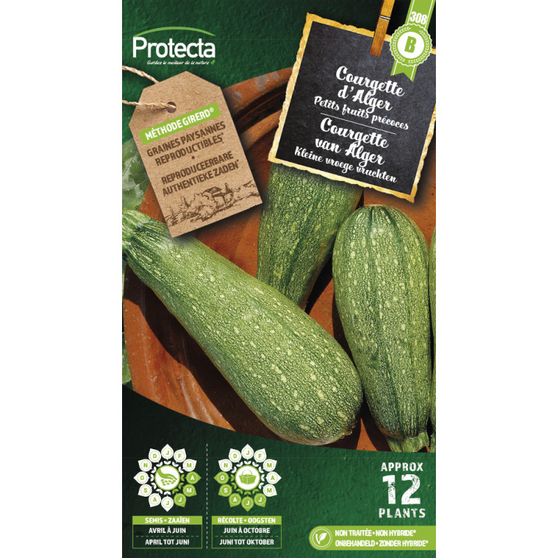 Semences de courgette d'Alger PROTECTA