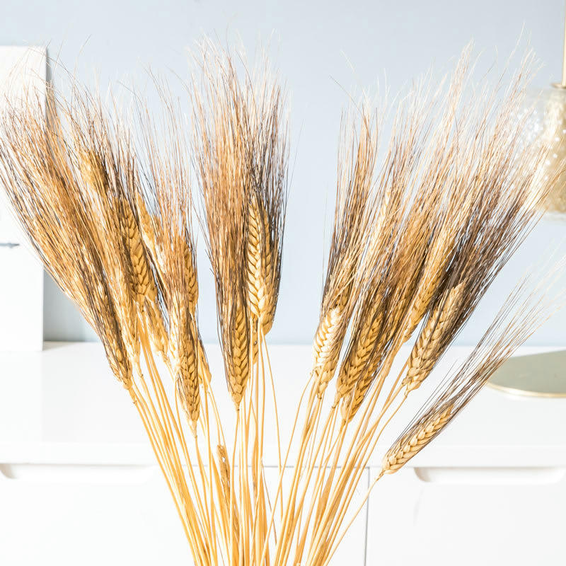 - Bouquet de fleurs séchées : Blé barbu noir 250g