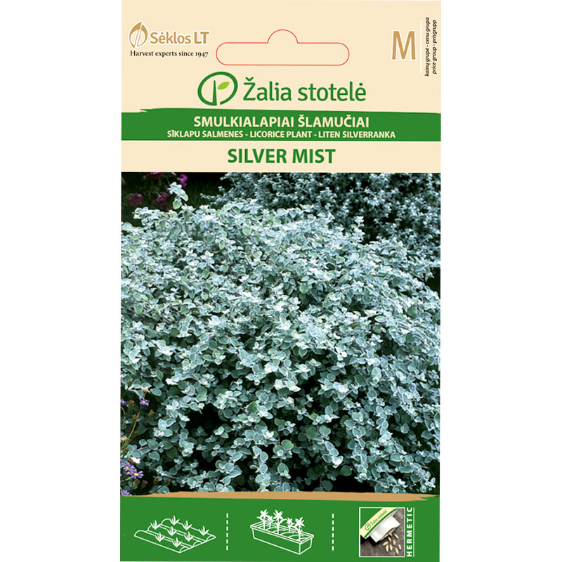 Rabatteternell 'Silver Mist'