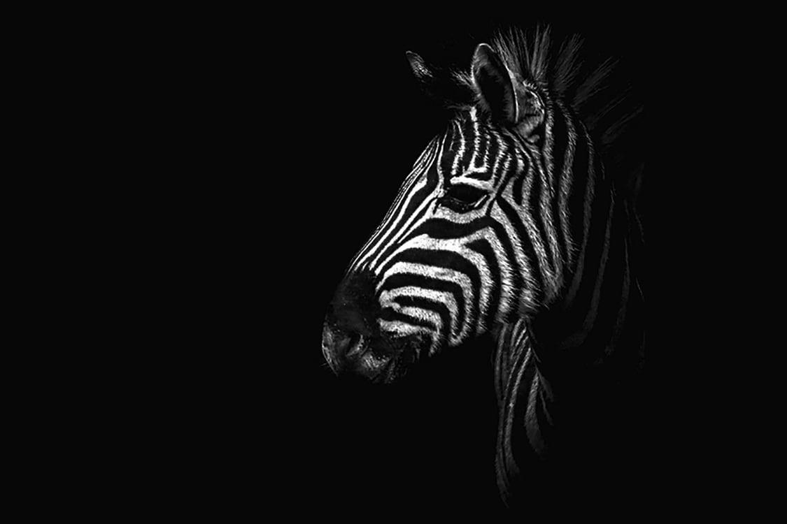 ZÈBRE HORS PÉNOMBRE - Photographie d'art de Guillaume Mordacq  60x90 cm sur plexi